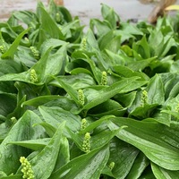 Maianthemum canadense 